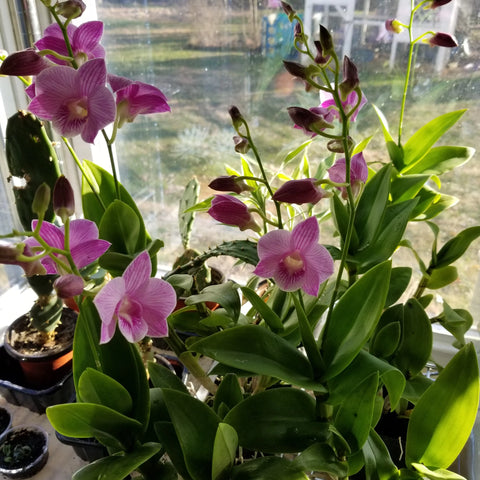 Dendrobium phalaenopsis Lai Klang Oon