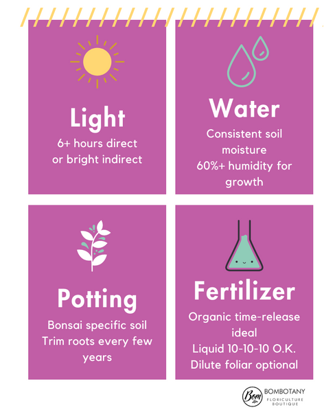 juniper bonsai care infographic