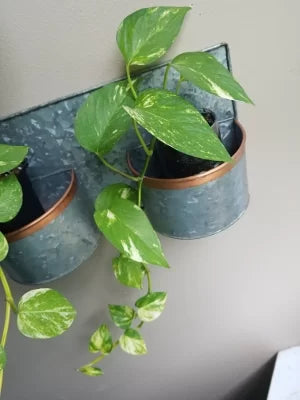 variegated pothos plant