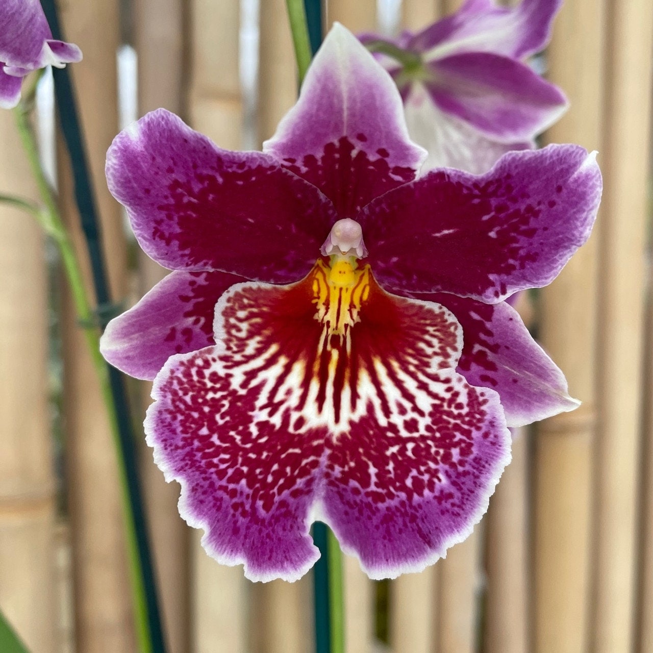 Pansy Orchid Miltoniopsis Banana Fandango 'Faded Memories' – bombotany