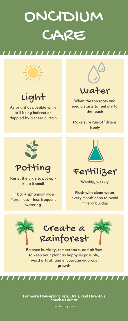 oncidium care guide infographic