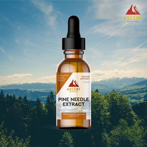 ascent nutrition pine needle extract