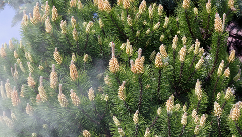 Pine Pollen Tincture – Ascent Nutrition
