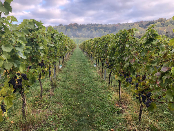 Albury Vineyard in Surrey Hills - Wine and Harvest Inspired Original Artworks by Artist Vera Blagev