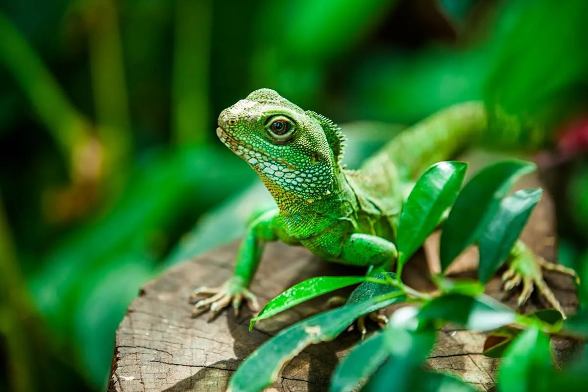 Reptile