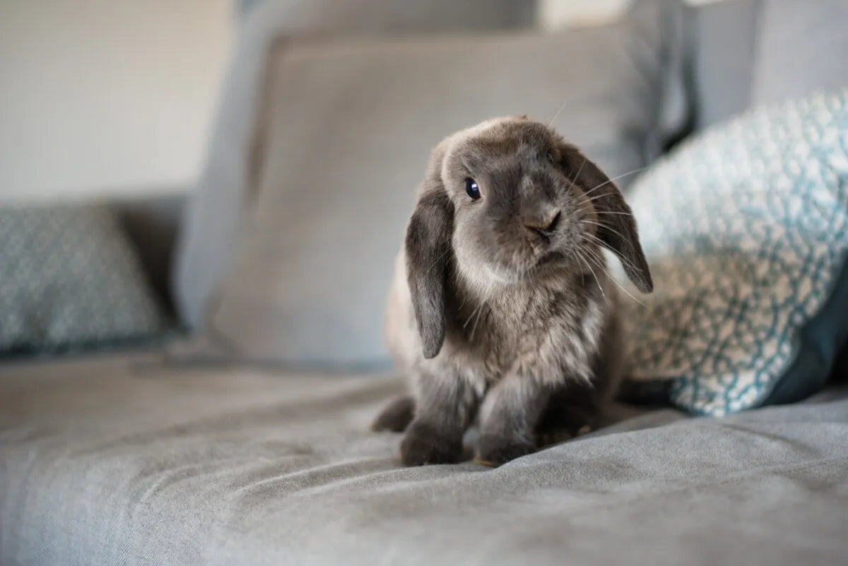 Small-Animal