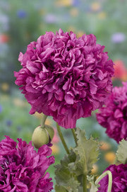 PIONVALLMO 'Purple Paeony'