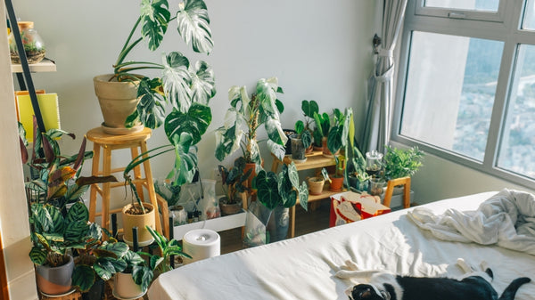 Is it Safe to Have Plants in the Bedroom