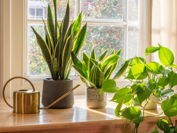 How to Keep Plants Alive While on Vacation
