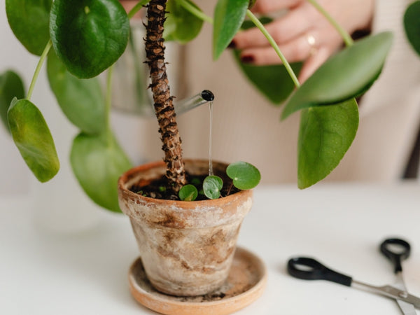 How to Keep Plants Alive While on Vacation