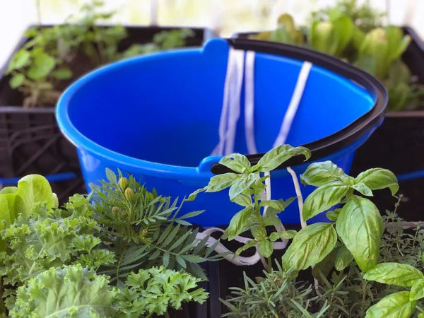 How to Keep Plants Alive While on Vacation