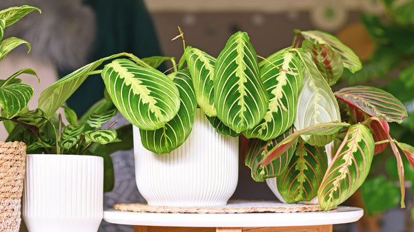 Indoor Plants That Are Safe for Pets