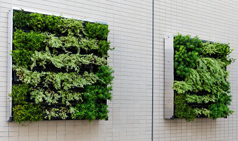 wall planter