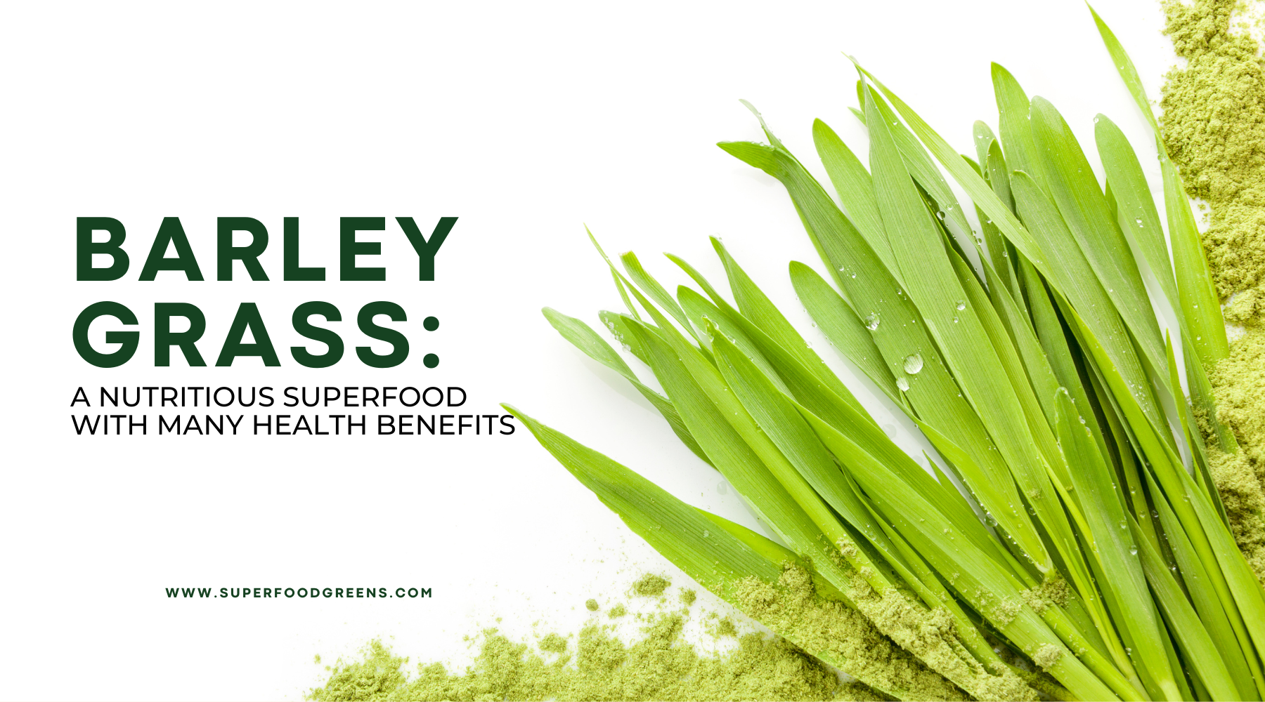  Barley Grass Juice Powder: A Superfood with Many Health Benefits | Barley grass juice powder