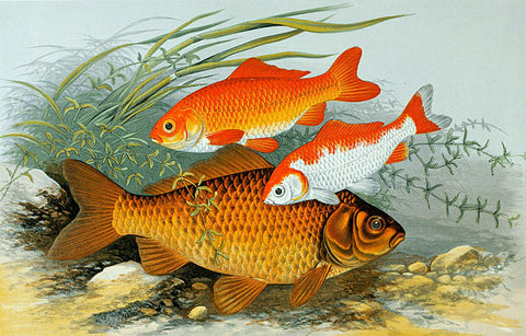 Dessin poissons rouge