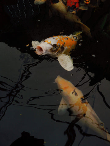 Nourrissage poisson