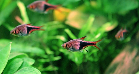 Rasbora Arlequin