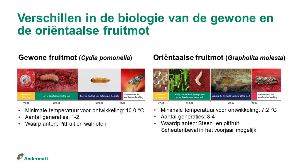 Verschillen in biologie gewone fruitmot - cydia pomonella - en de Oriëntaalse fruitmot, G. molesta