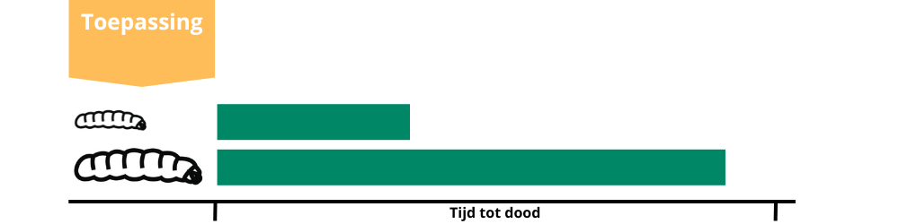 Bij een vroegere toepassing van Madex is het effect op de kleinere larve sneller.