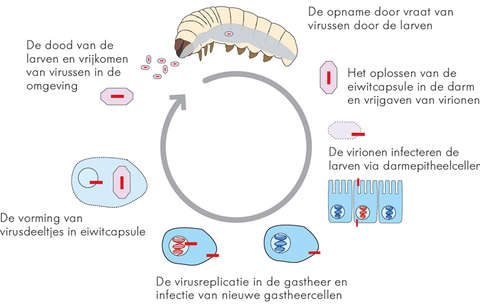 Werkingsmechanisme baculovirus Madex - Andermatt Nederland