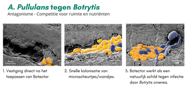 Werkingsmechanisme Botector tegen Botrytis