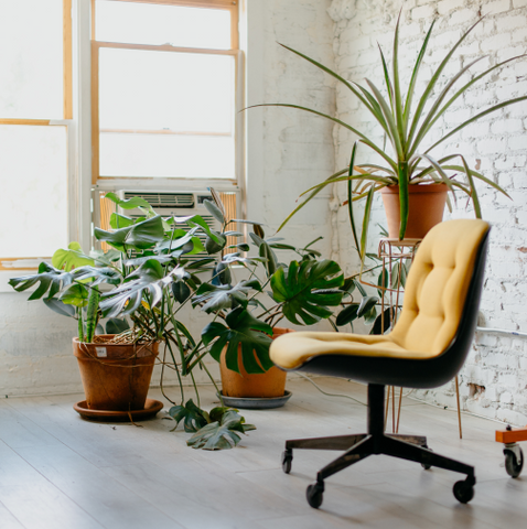 Kontor med planter og en kontorstol