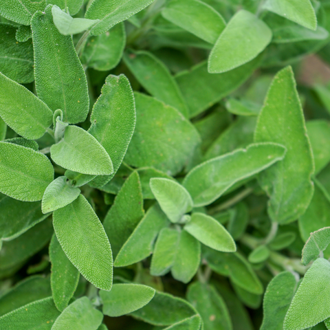 Tuinkruid Salie, Salvia 'officinalis'