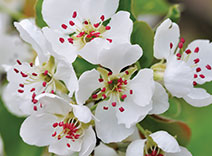 White Tea, Pear Tree Blossom, Red Currant, Palmarosa