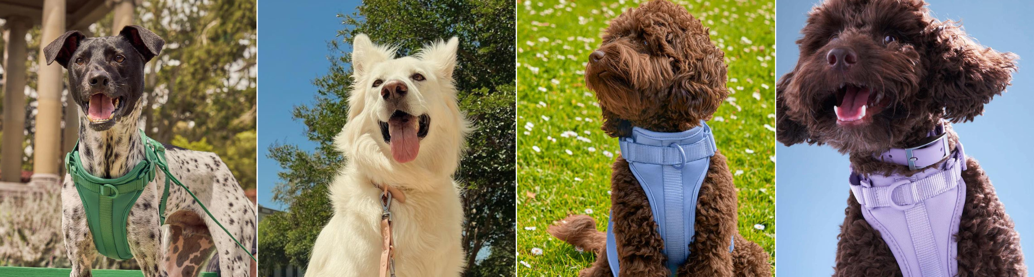 Dog Harness Vs Collars - Wild One - Paws Up Pet Shop