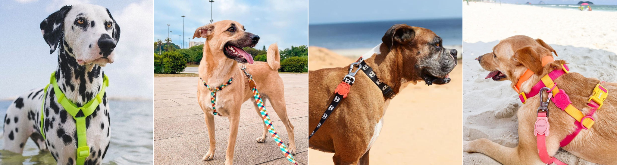 Dog Harness Vs Collars - ZeeDog - Paws Up Pet Shop