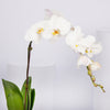 Otantik Home - Chocolate Bowl with White Orchid