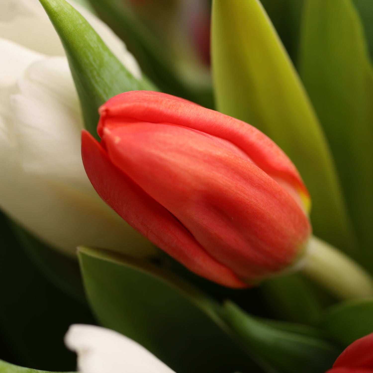 40 Tulips Hand Bouquet