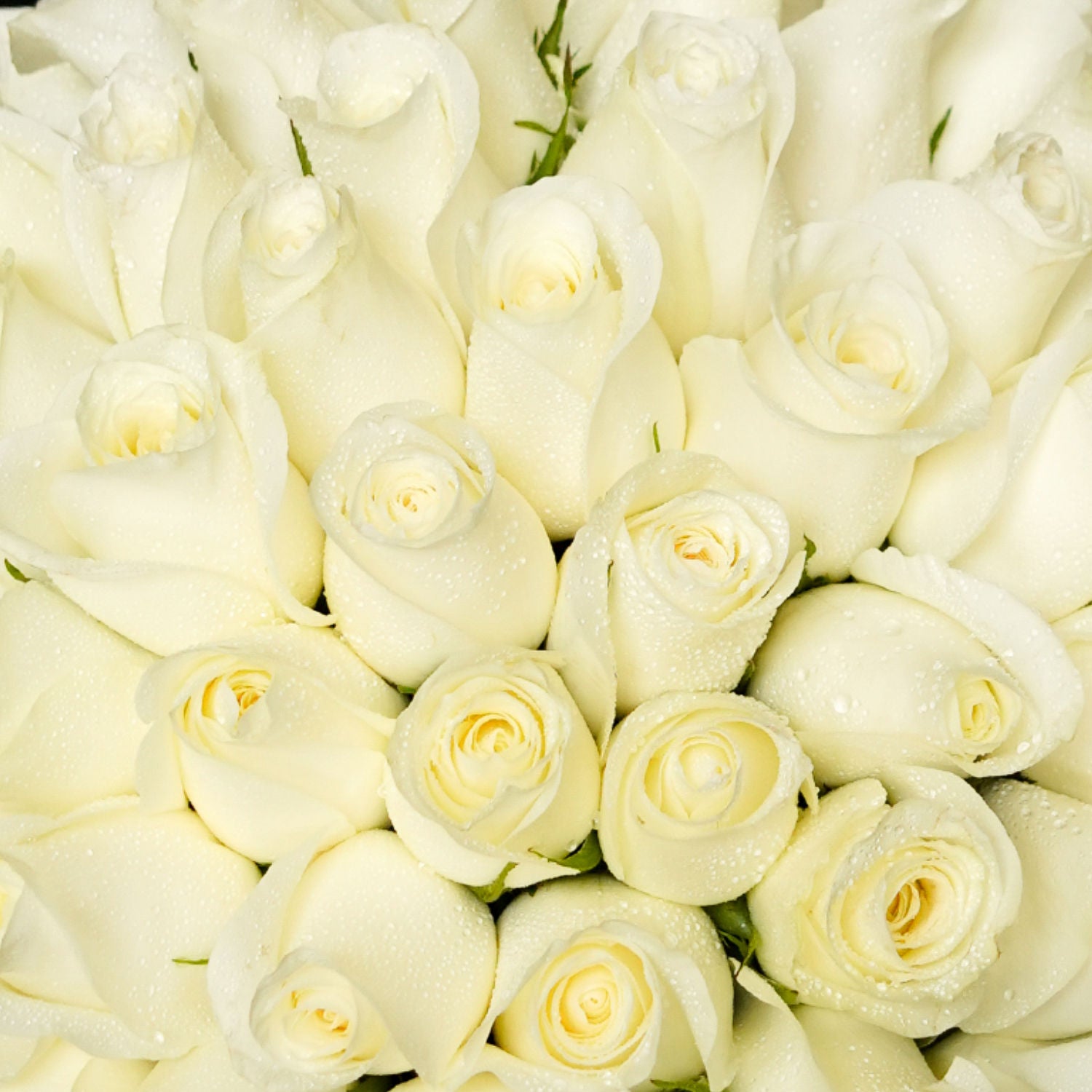 باقة 50 وردة جوري بيضاء في غلاف أسود وببيونة ذهبي