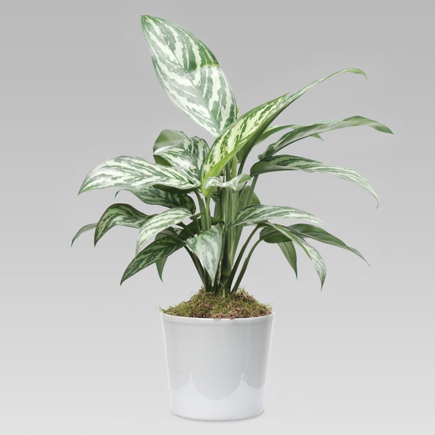 Aglaonema Plant Grey Ceramic Pot