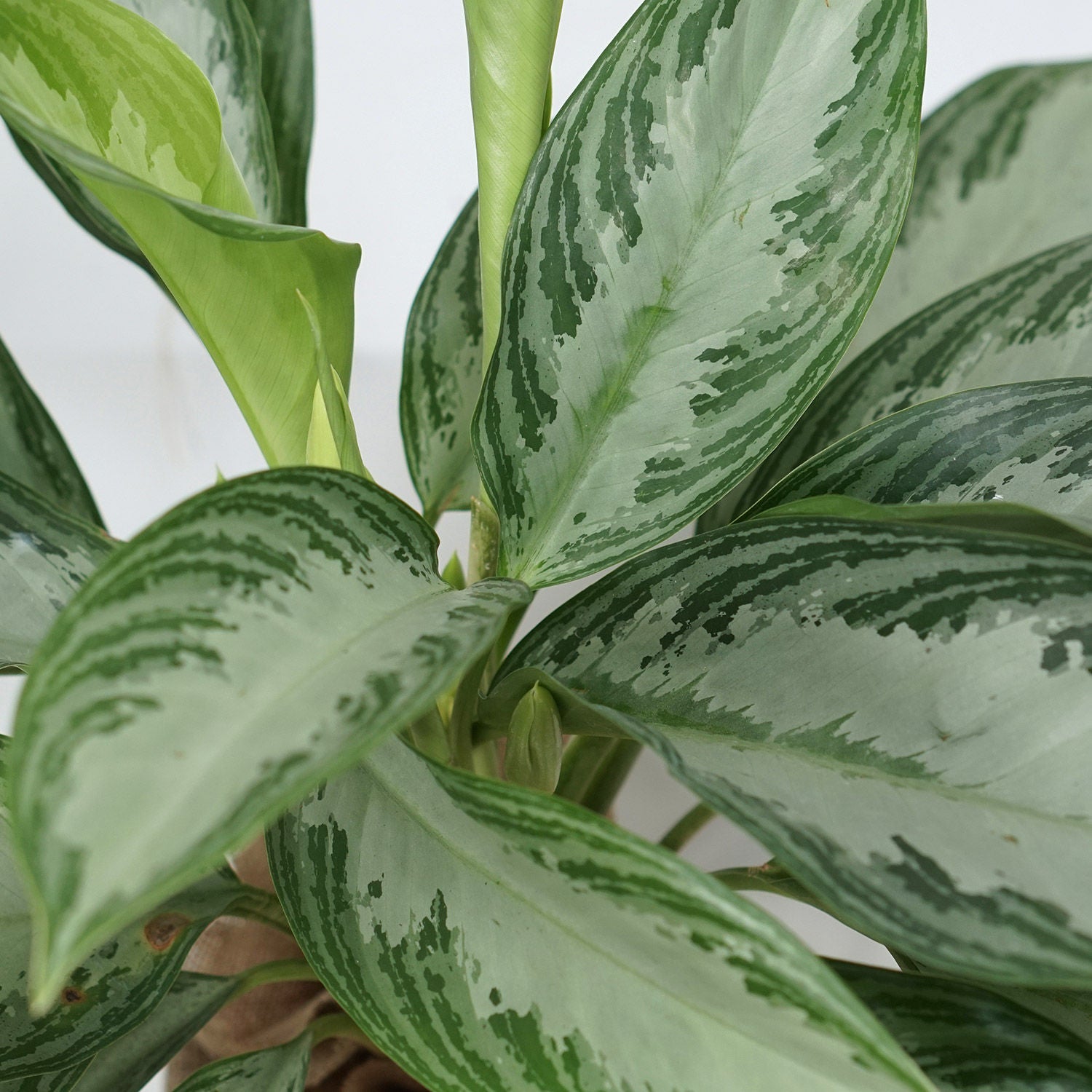 Aglaonema Plant Grey Ceramic Pot