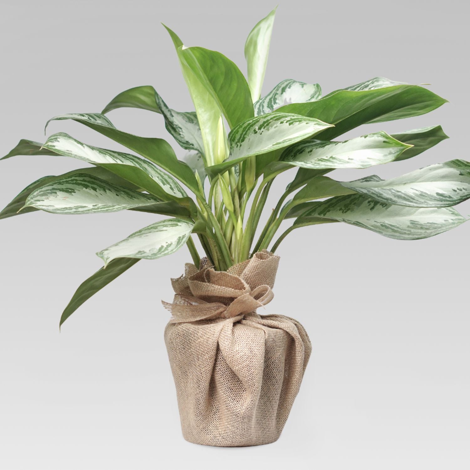 Aglaonema Silver Bay Plant Jute Pot