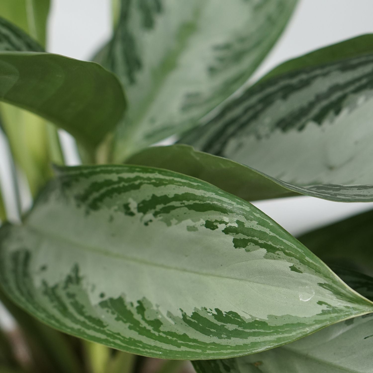 Aglaonema Silver Bay Plant Jute Pot