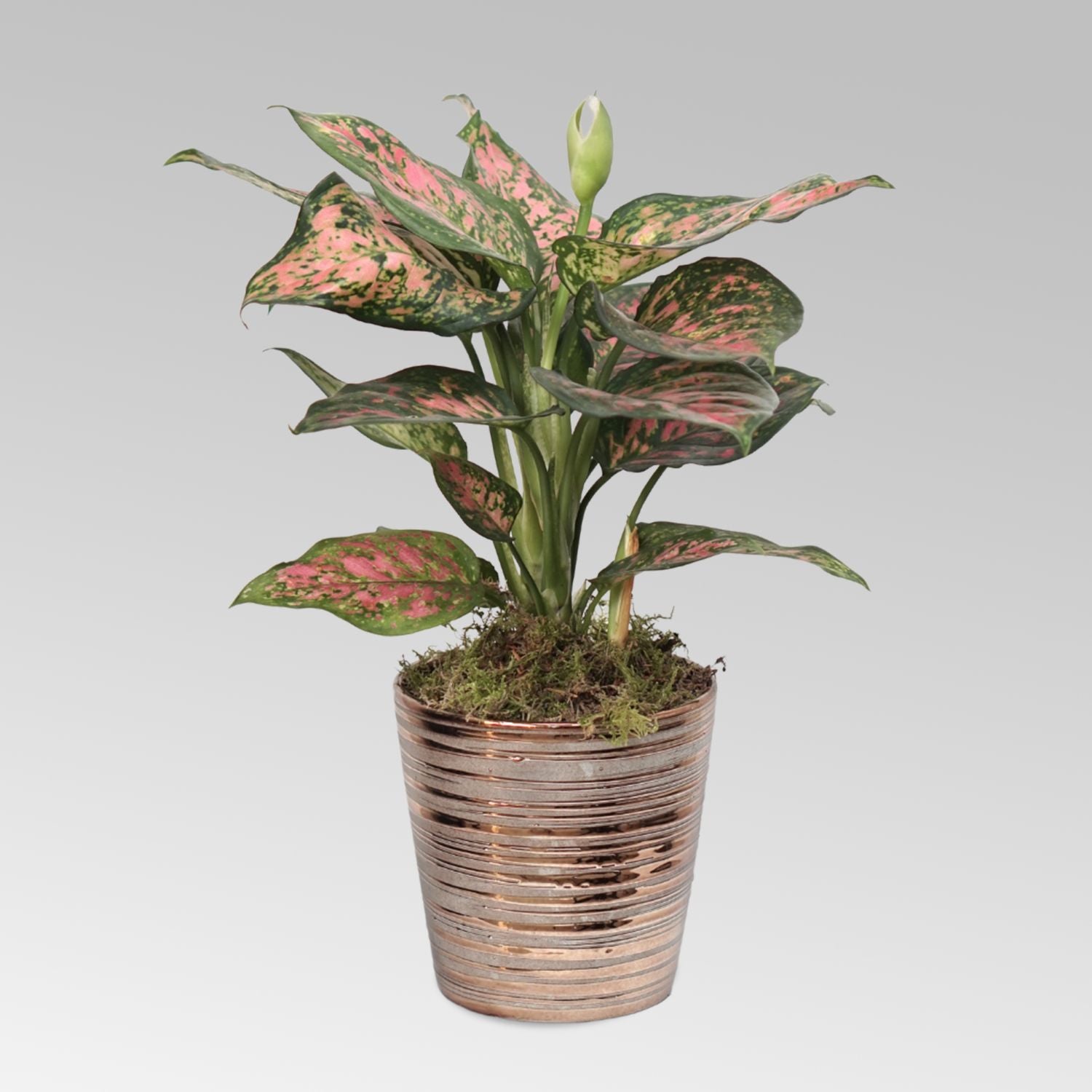 Aglaonema Spotted Star Plant Bronze Pot