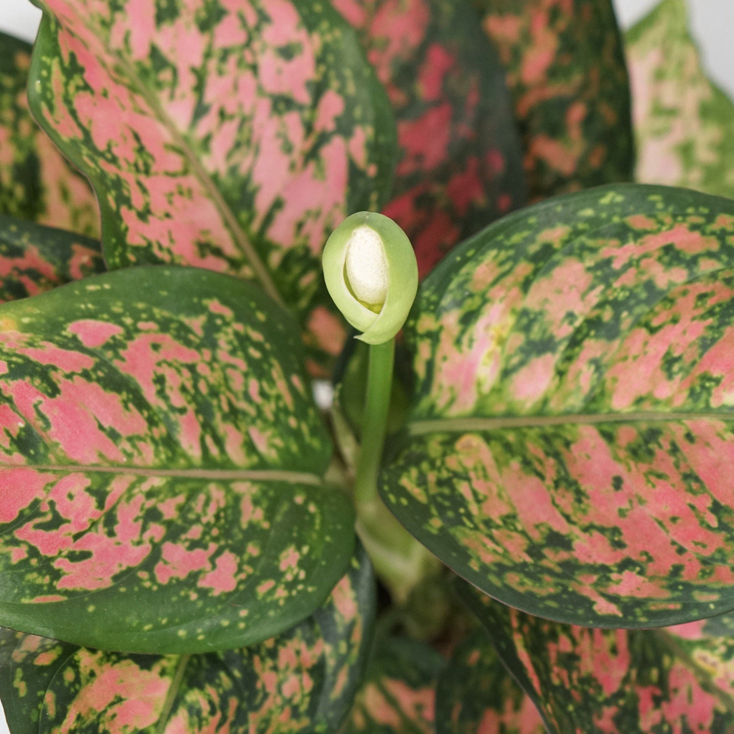 Aglaonema Spotted Star Plant Bronze Pot