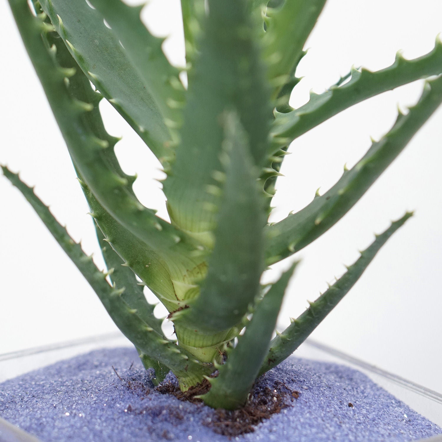 Aloe Arborescens & Cactus Plant Glass Jar Combo