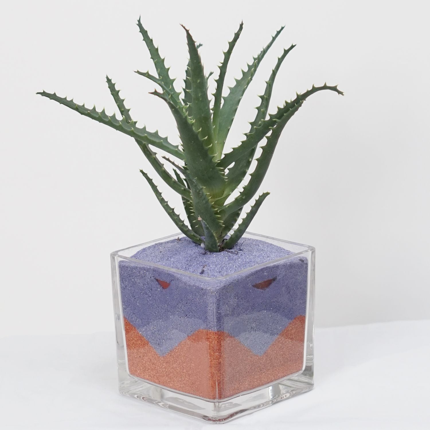 Aloe Arborescens Plant Glass Jar