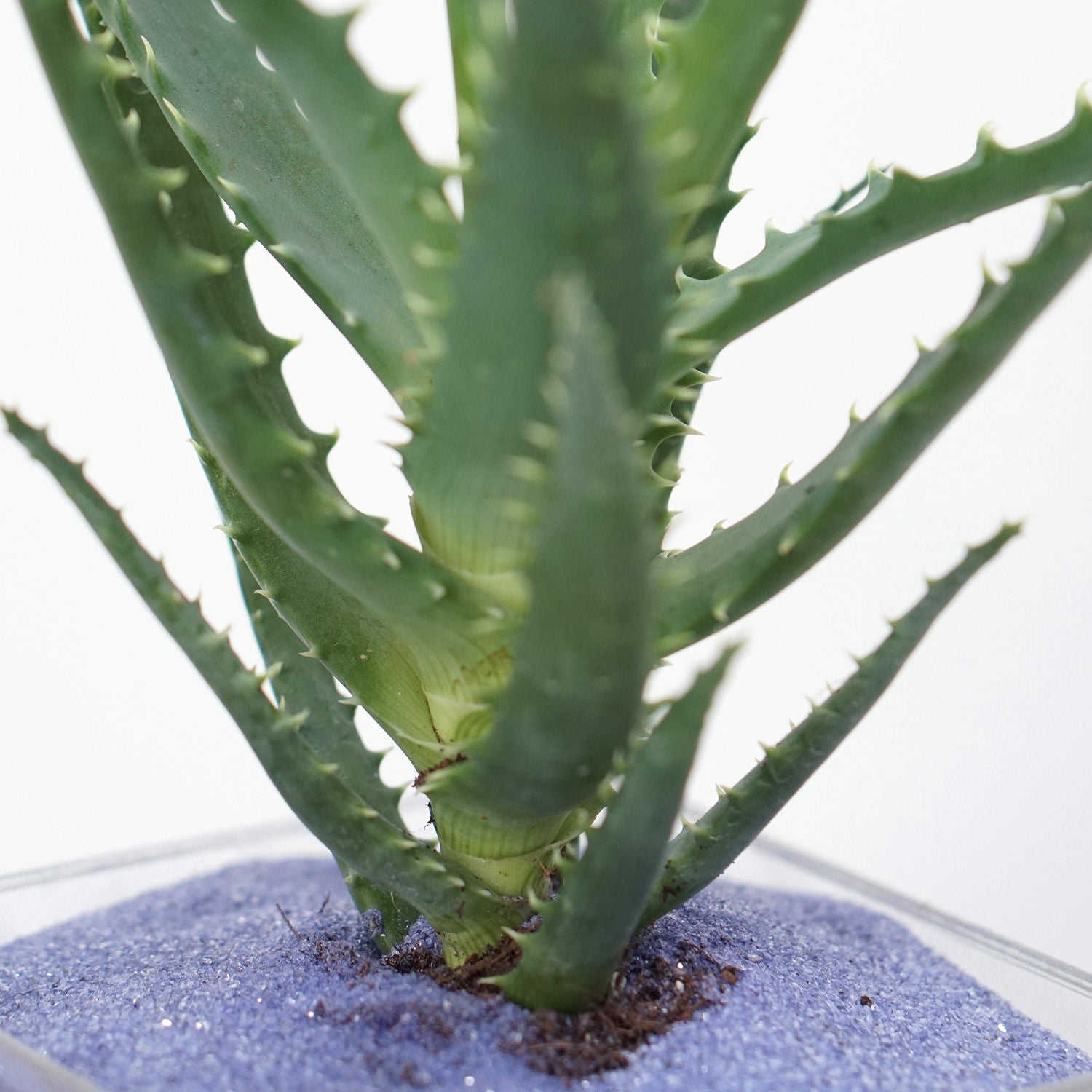 Aloe Arborescens Plant Glass Jar