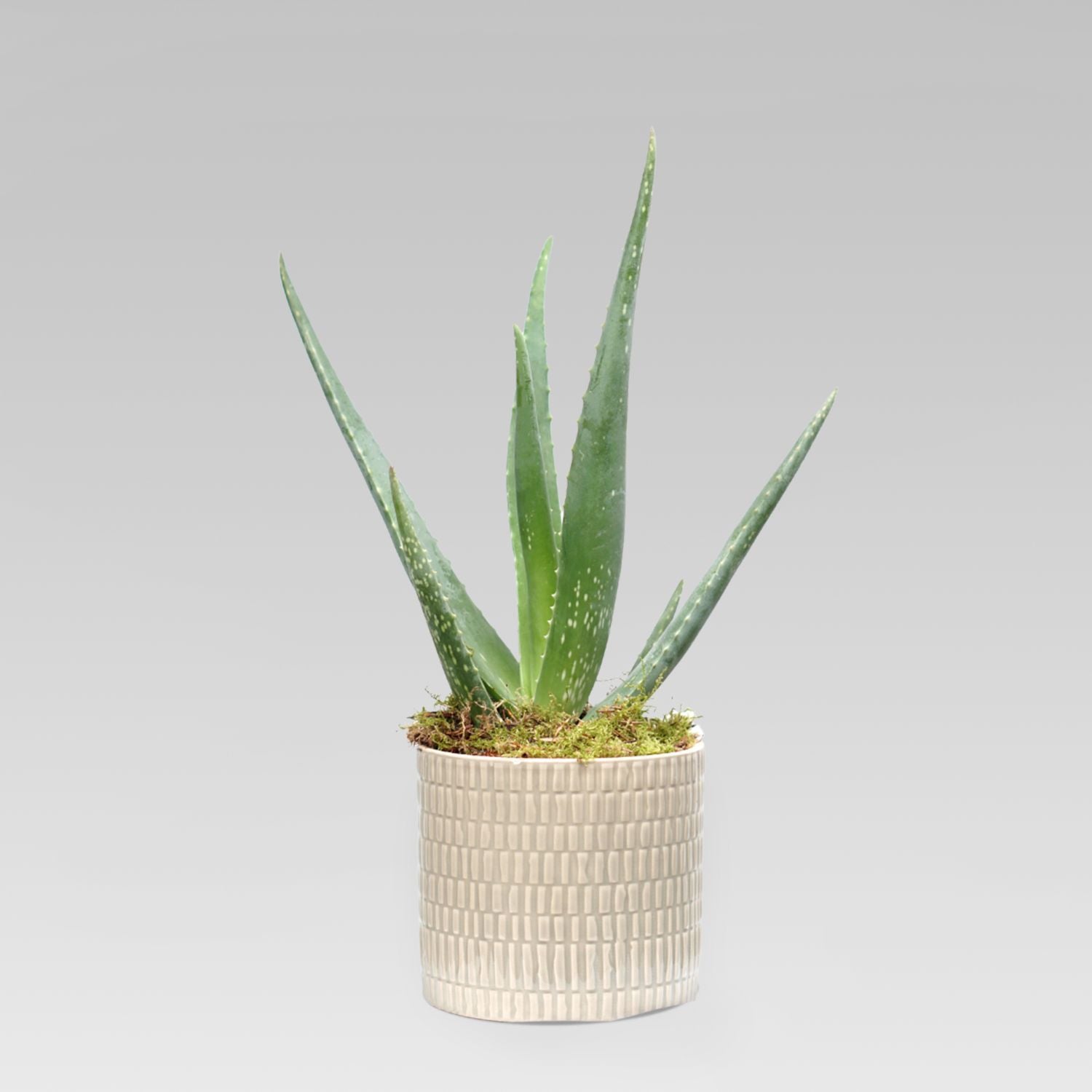 Aloe Vera Plant Small Ceramic Pot