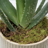 Aloe Vera Plant Small Ceramic Pot
