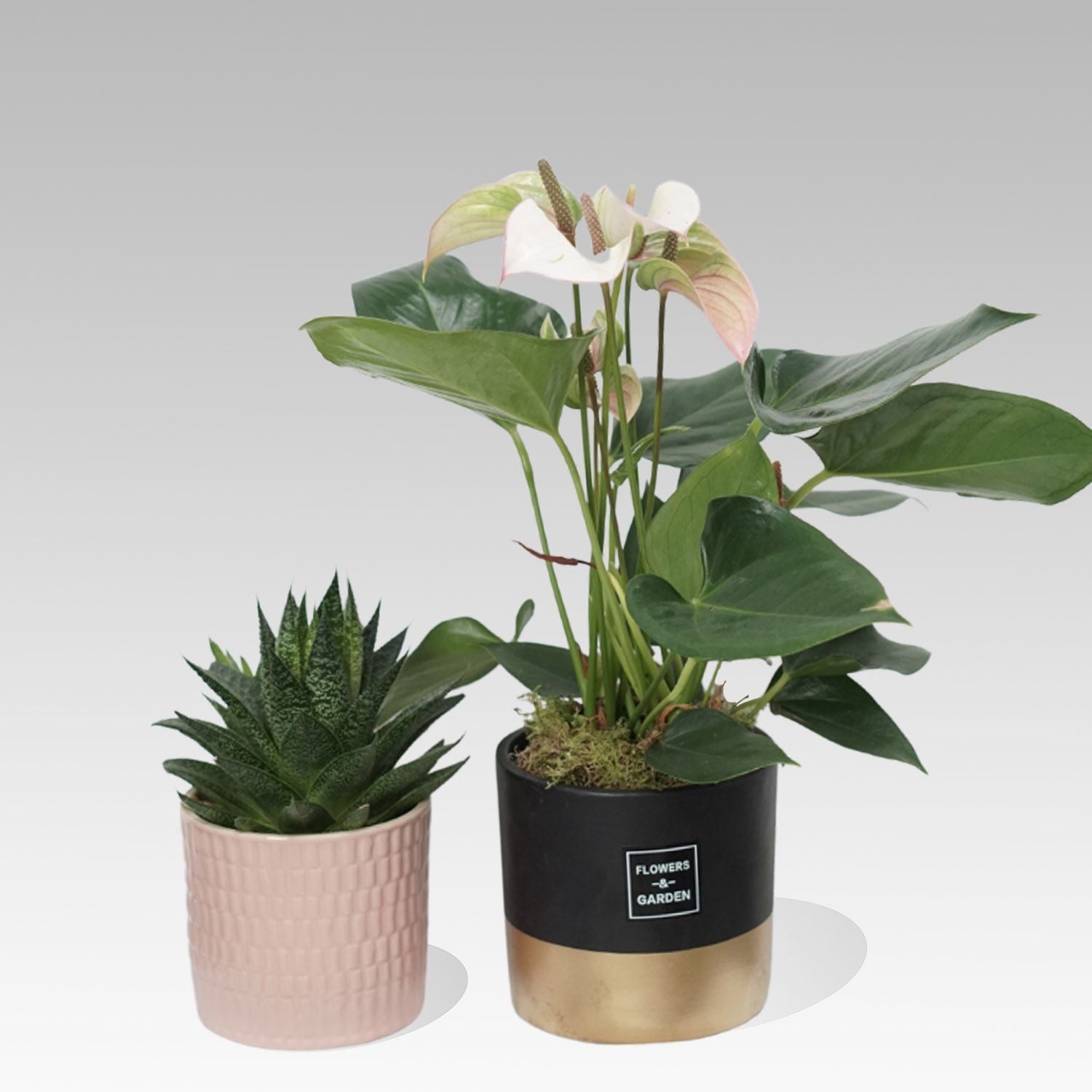 Anthurium & Fastoria Plant Combo