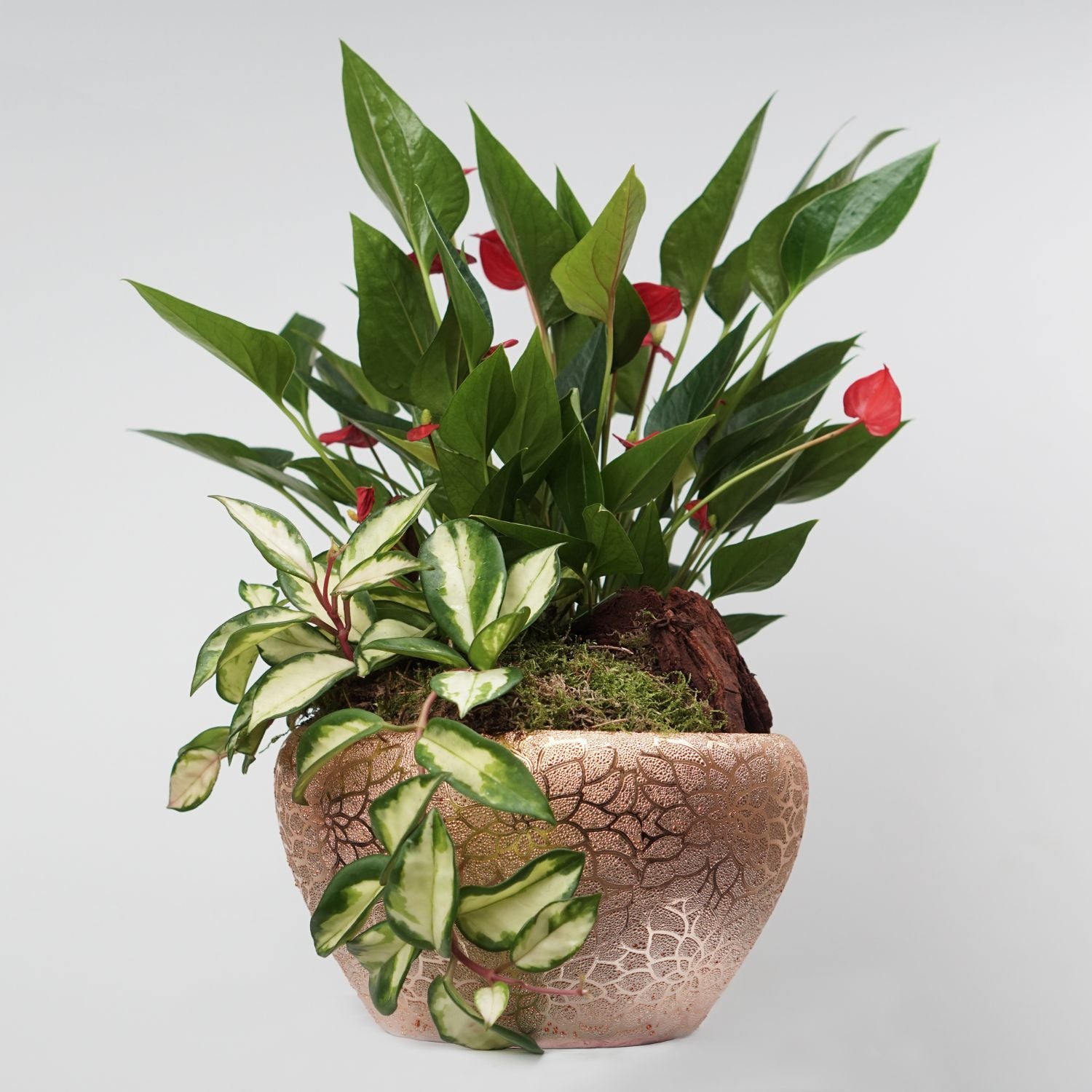 Anthurium & Hoya Carnosa Plant In Golden Pot