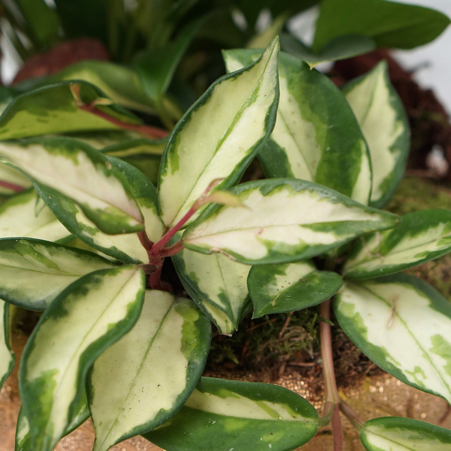 Anthurium & Hoya Carnosa Plant In Golden Pot