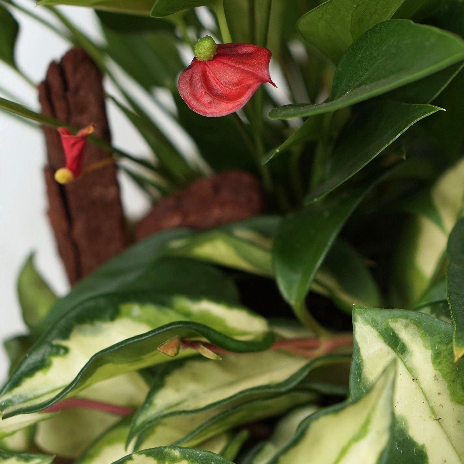 Anthurium & Hoya Carnosa Plant In Golden Pot