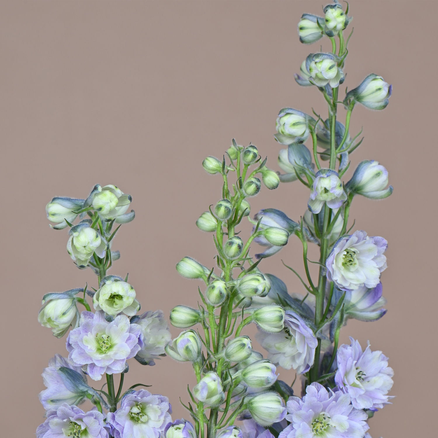 Beautiful Hydrangea Arrangement