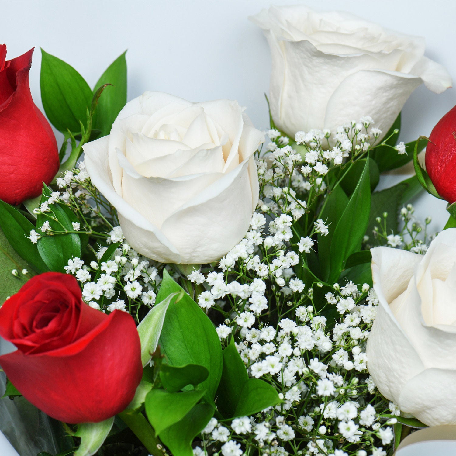 جمال الورود الحمراء والبيضاء